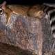 Illustration for article titled Why This Critter Was The Must-Have Pet For Gold Miners